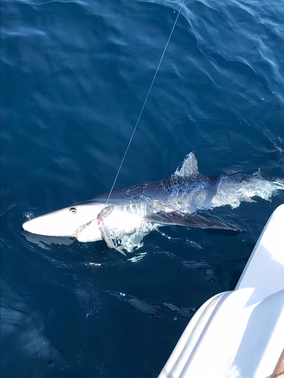 Blue shark swimming next to the boat