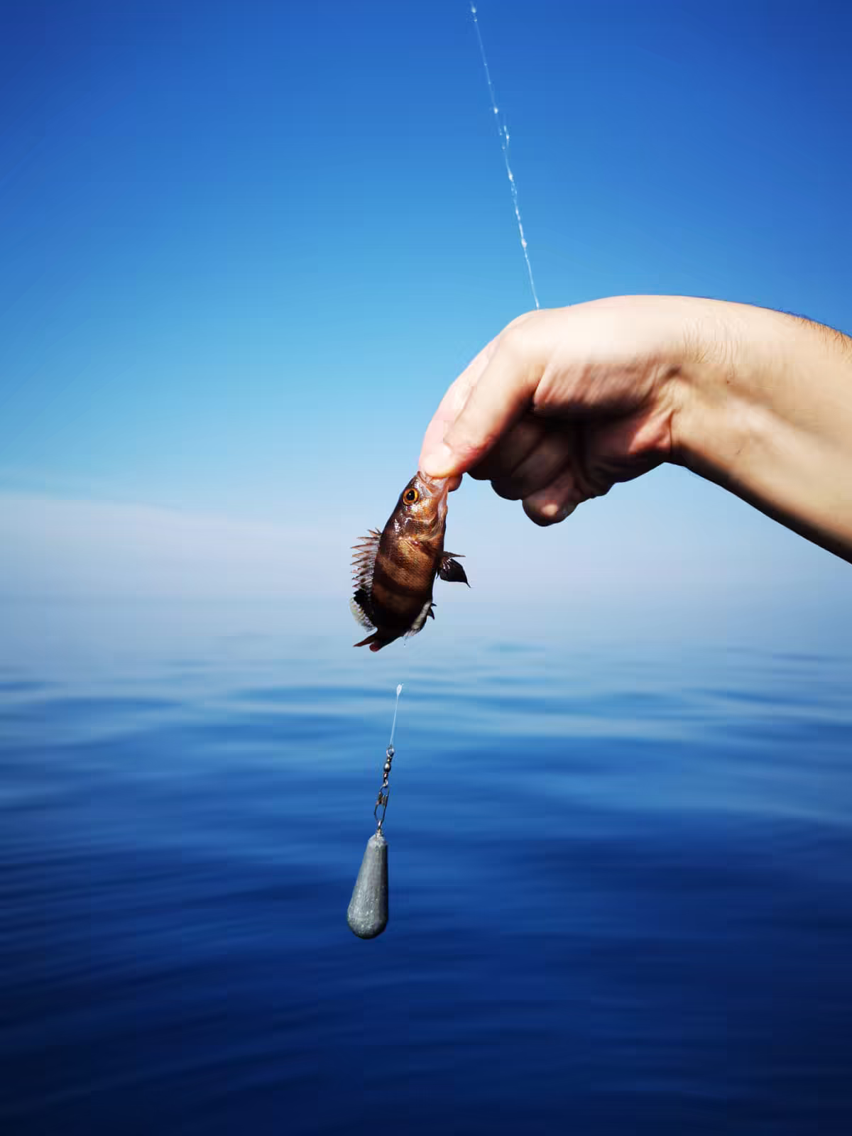 Small reef fish lifted over deep blue