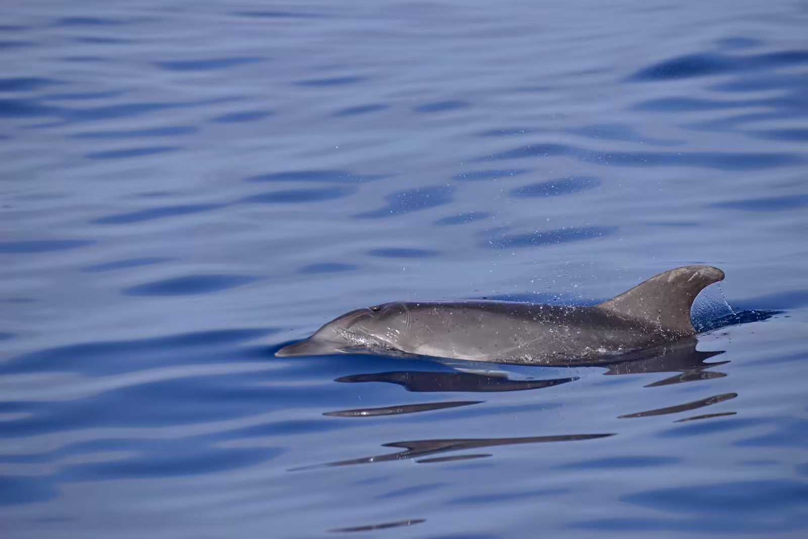 Dolphin gliding on a calm mirror sea