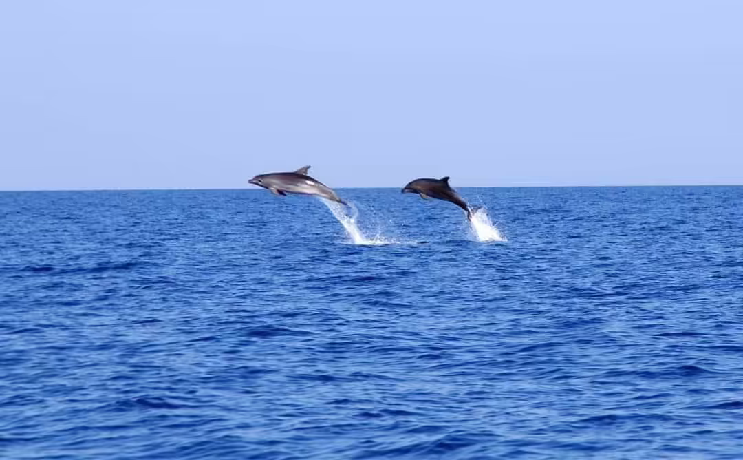 Dolphins in the Adriatic