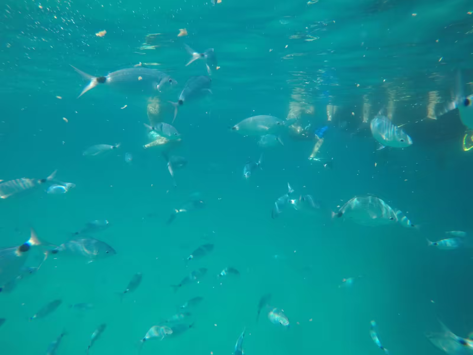 School of fish underwater