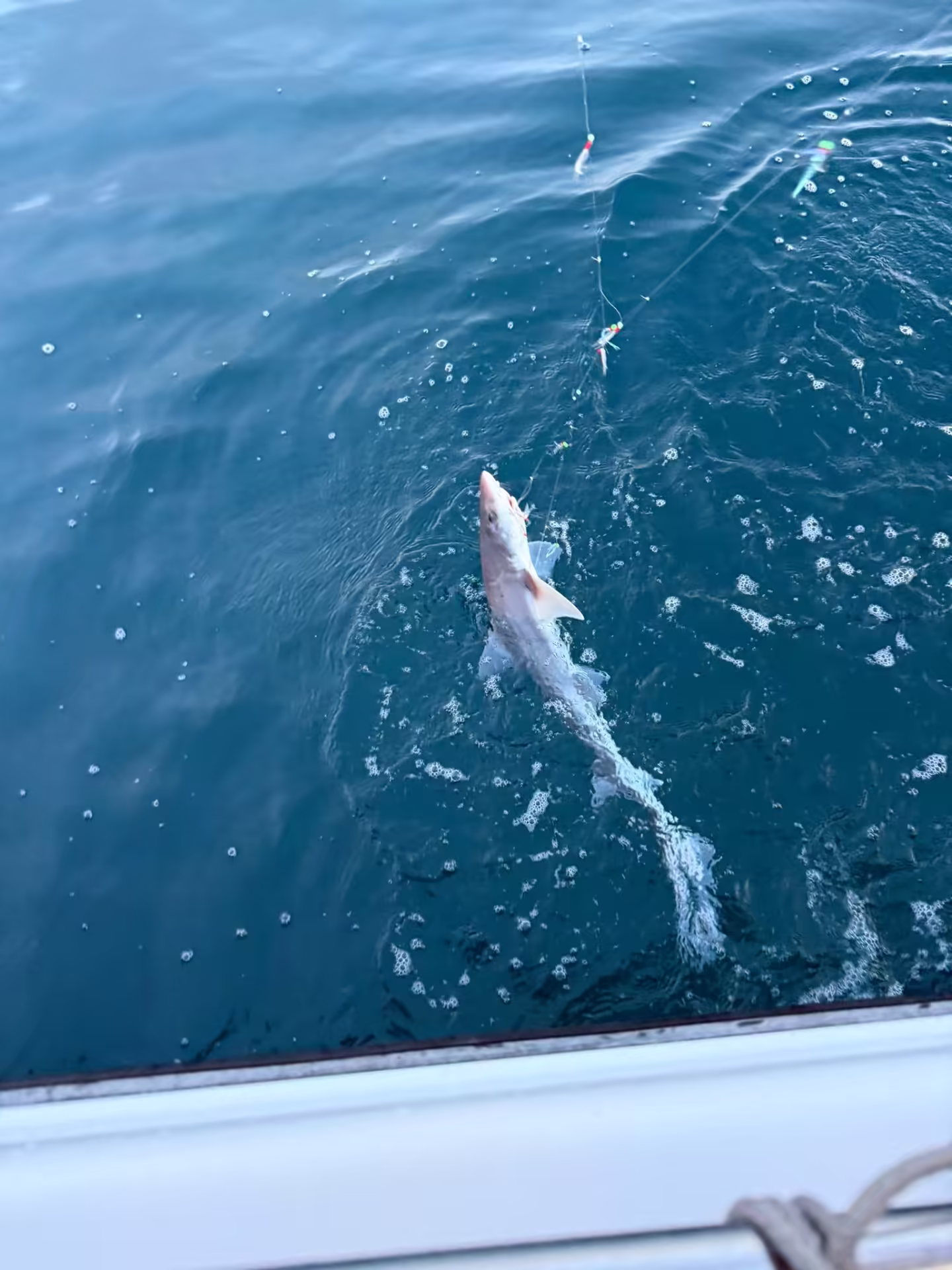 Small shark released at the boat side