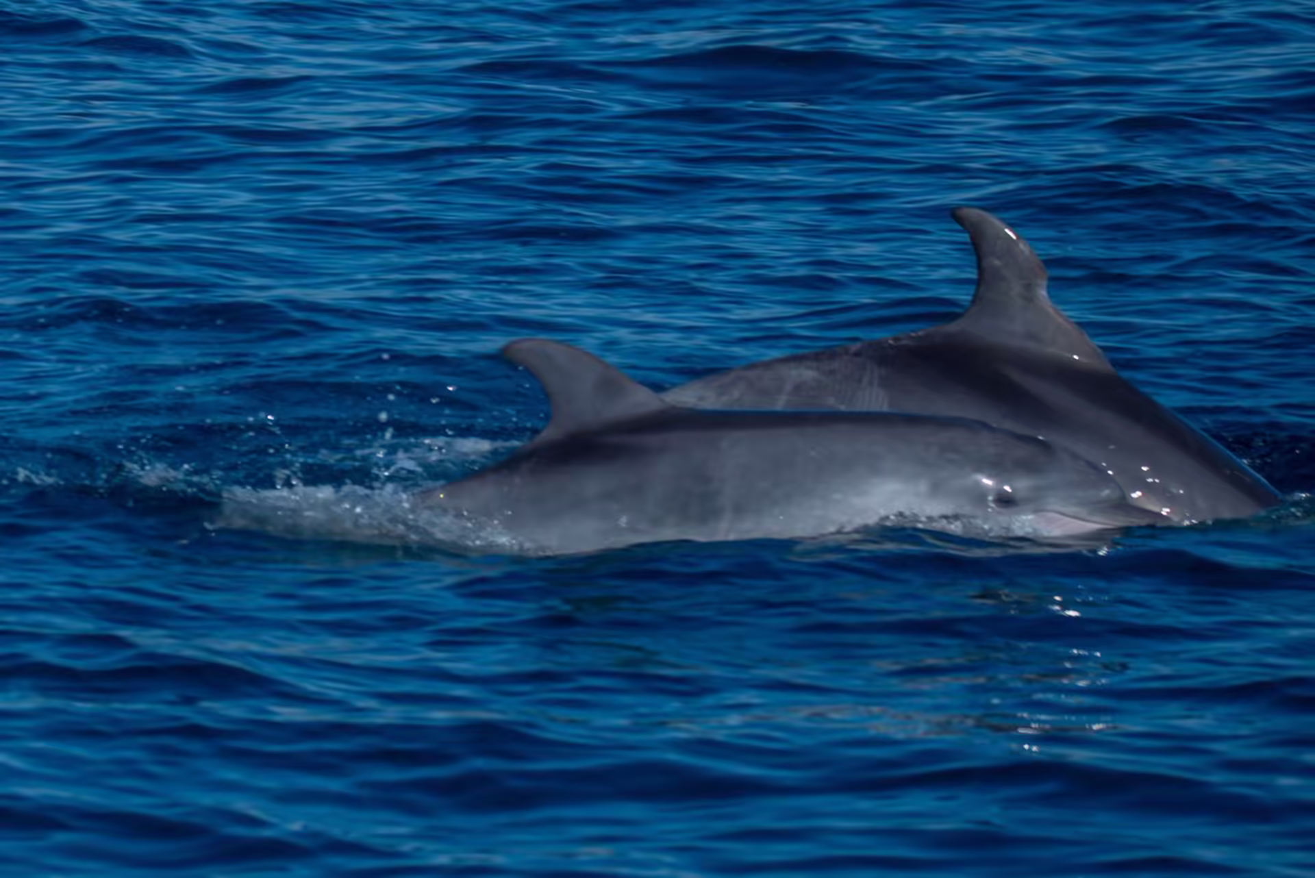 Pair of dolphins surfacing together