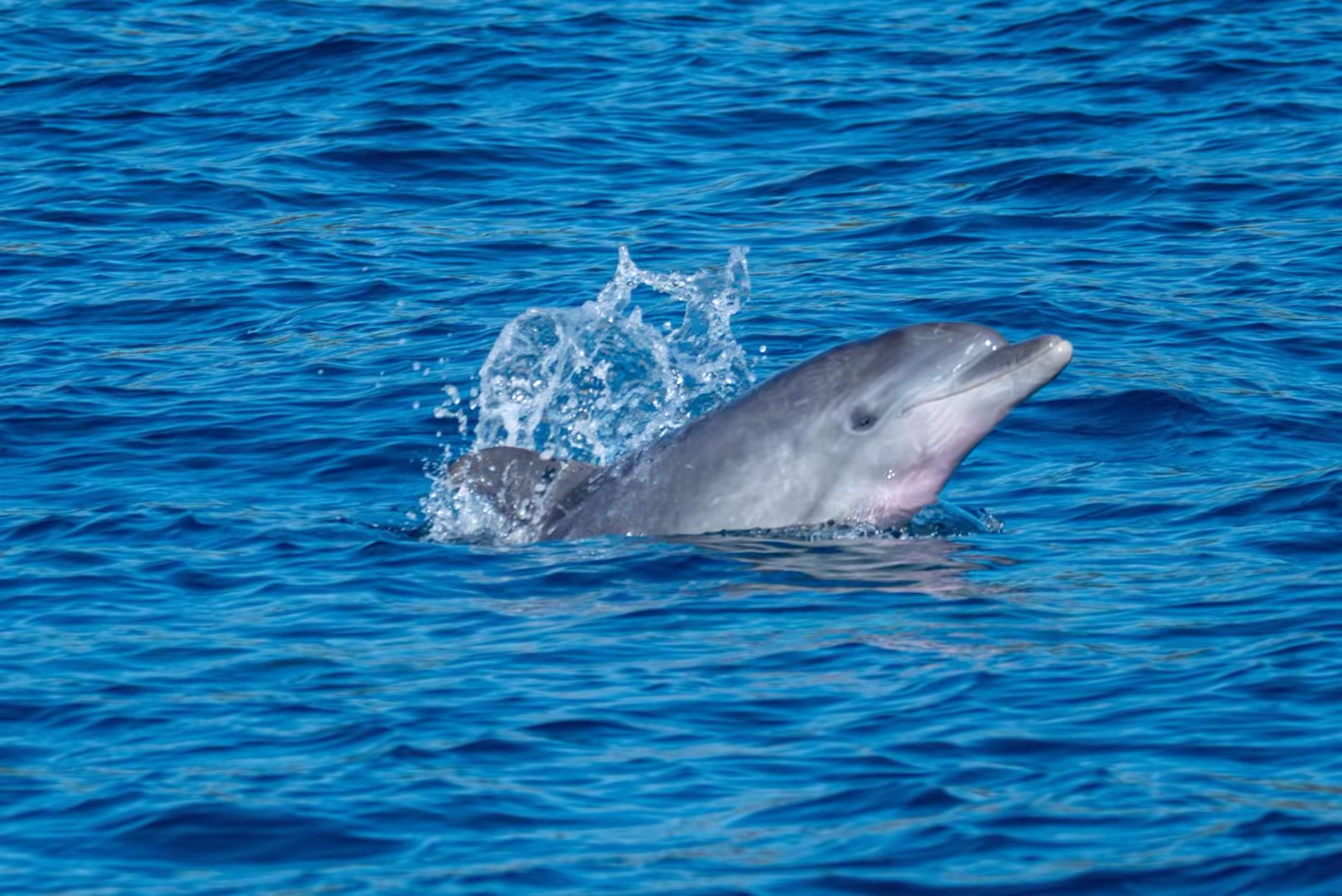 Dolphin Watching & Wild Islands