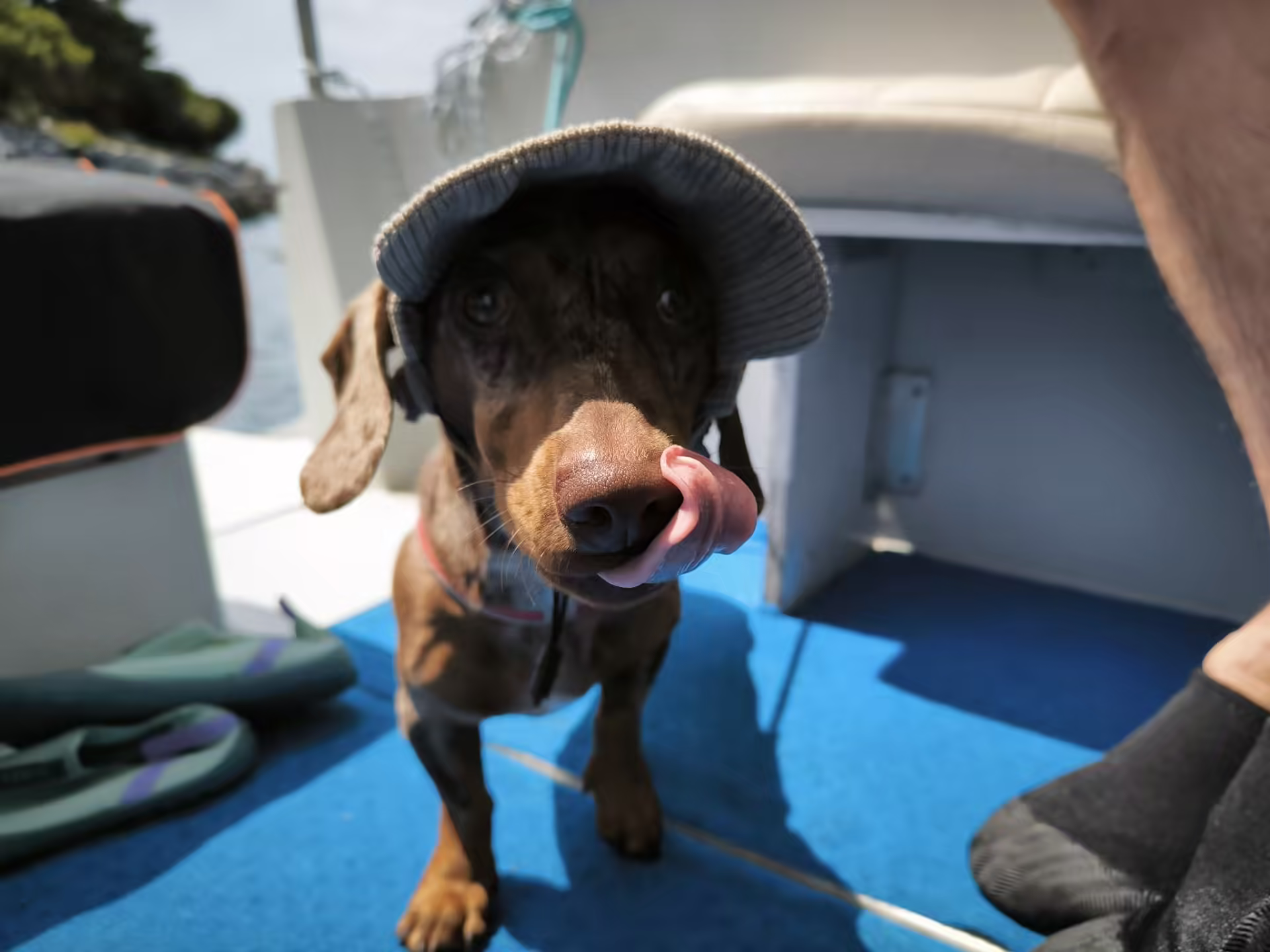 Dog on board