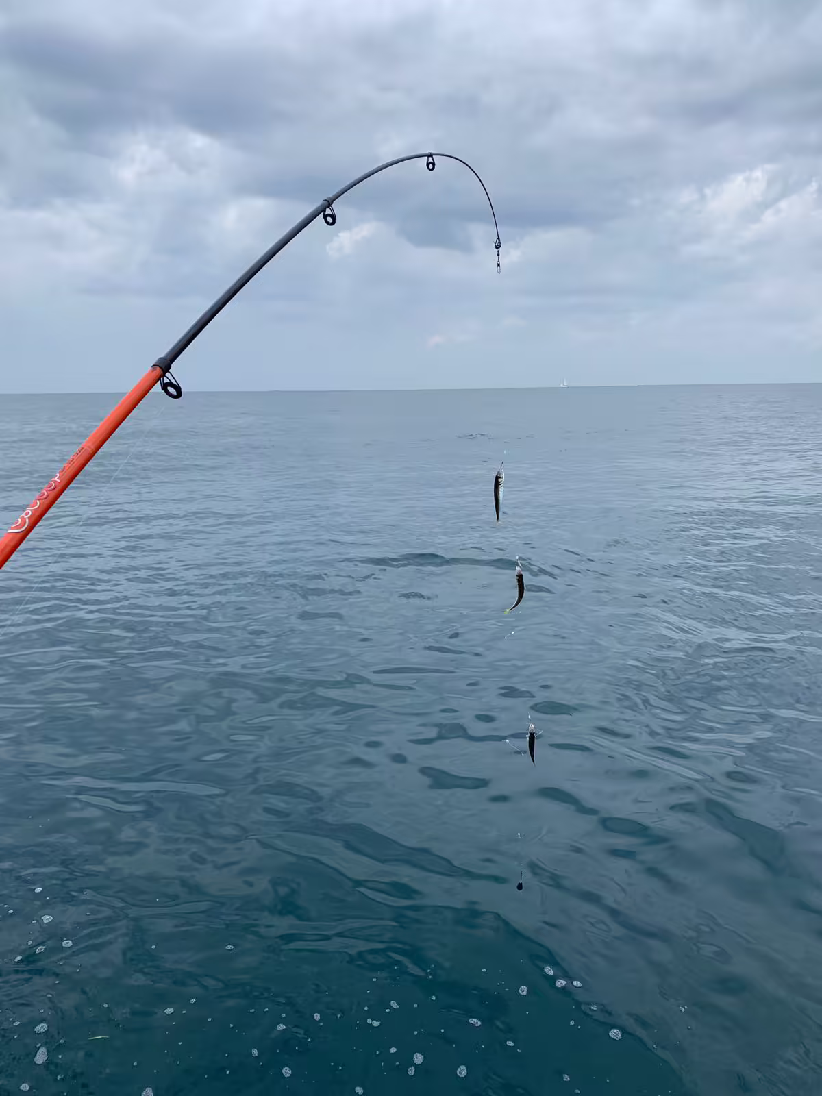 Bait rig lifted from calm Adriatic water