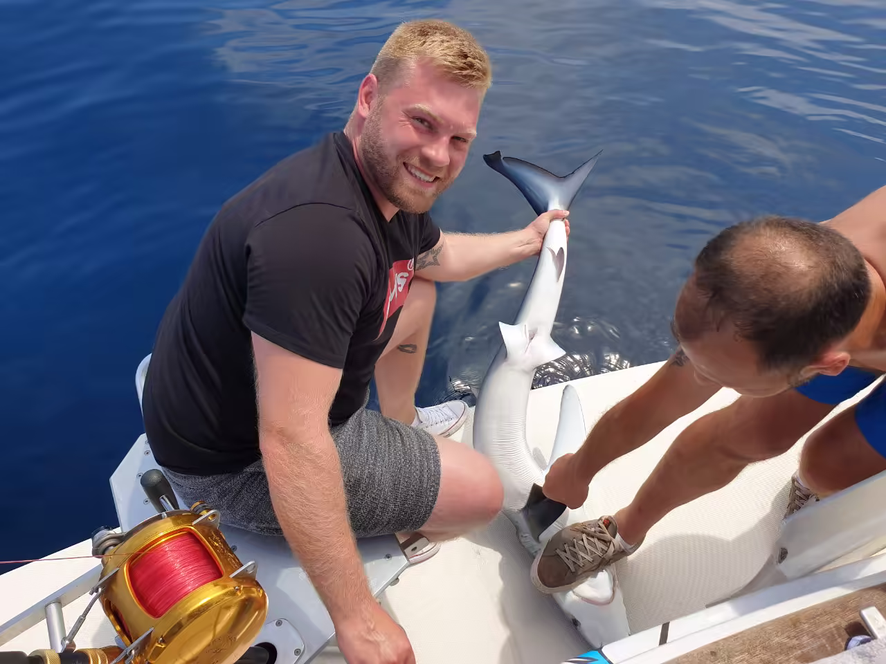Releasing a blue shark back into the sea