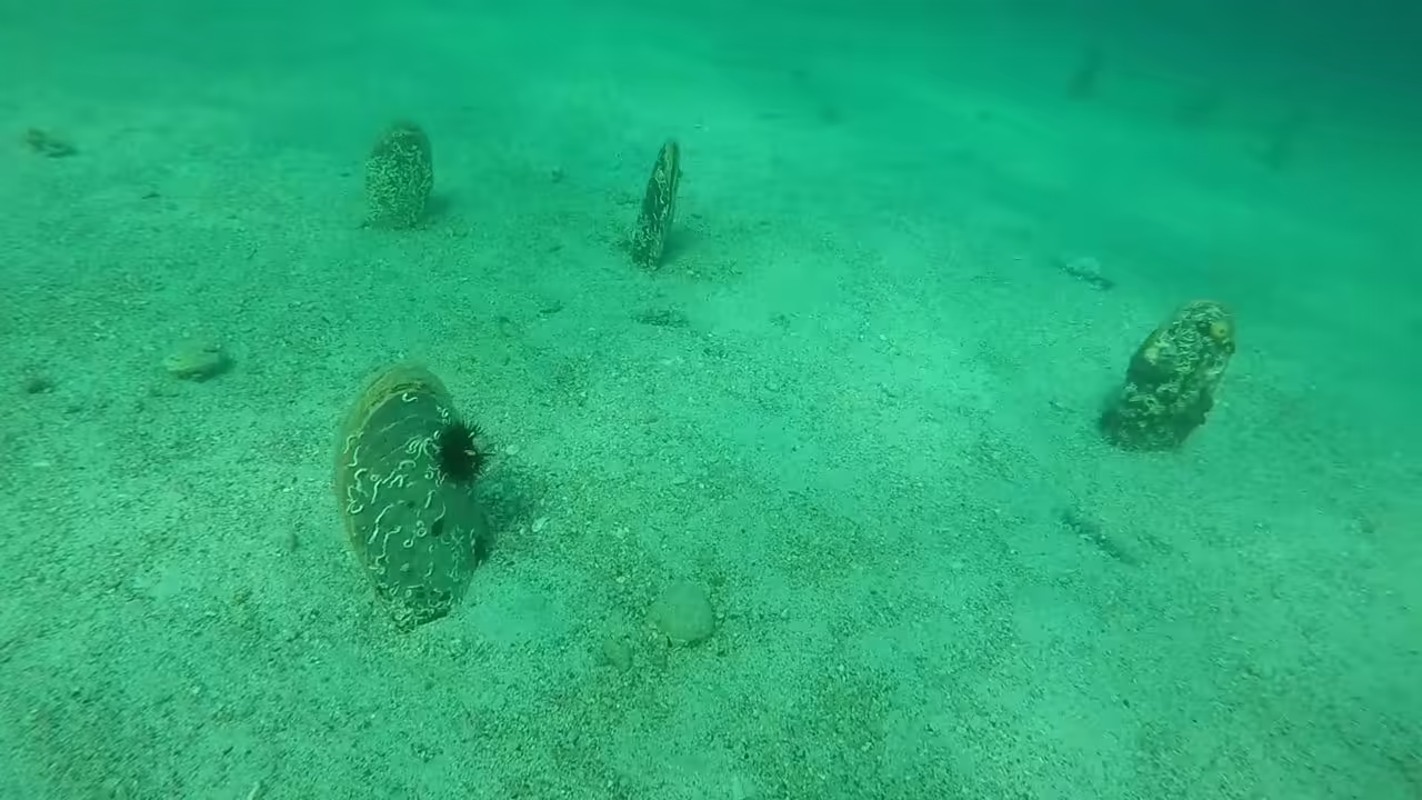 Noble pen shells on the seabed