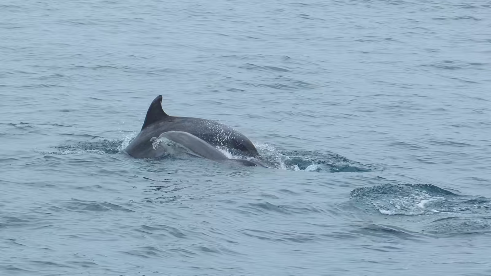 Mother and calf dolphin swimming side by side