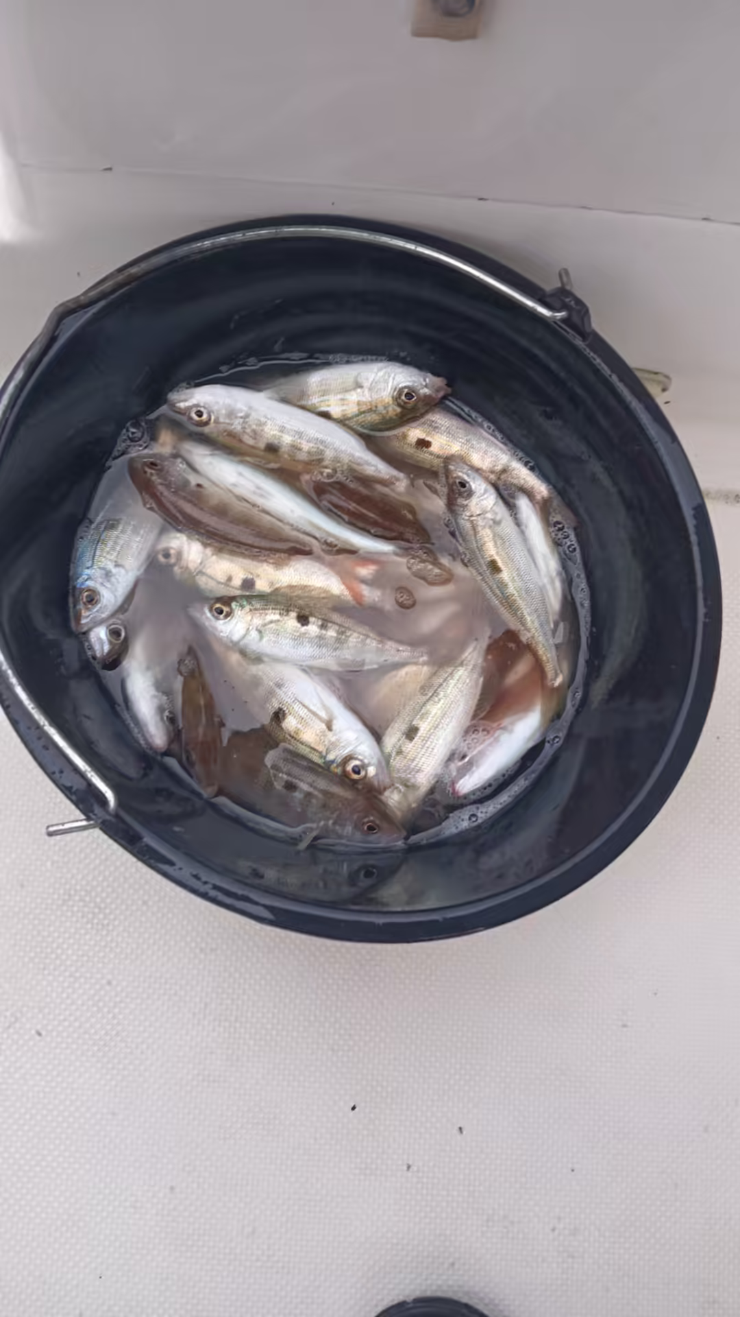 Bucket full of freshly caught Adriatic fish