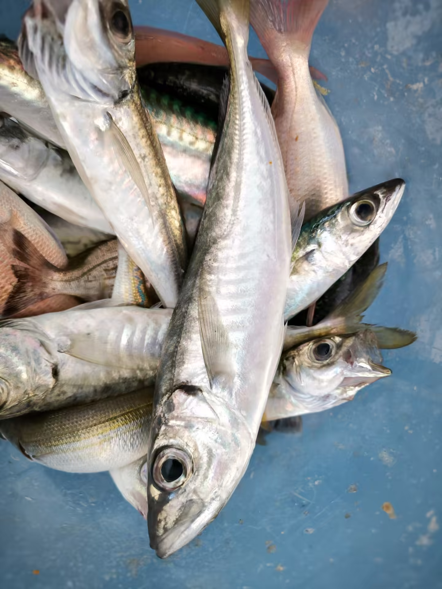 Fresh Adriatic catch close up